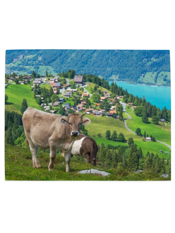 Happy swiss cows table mats product image (3)