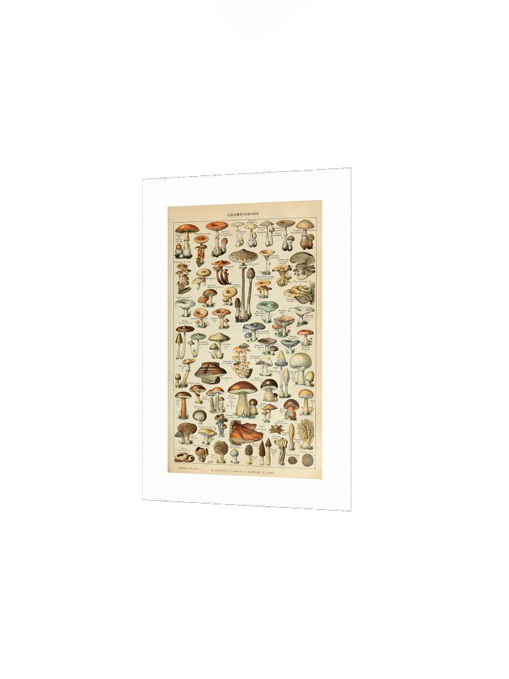 Vintage Mushrooms Poster product image (2)