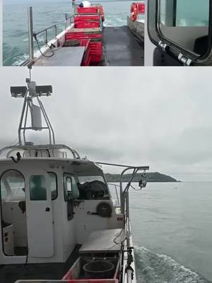 Dolphins sighted!