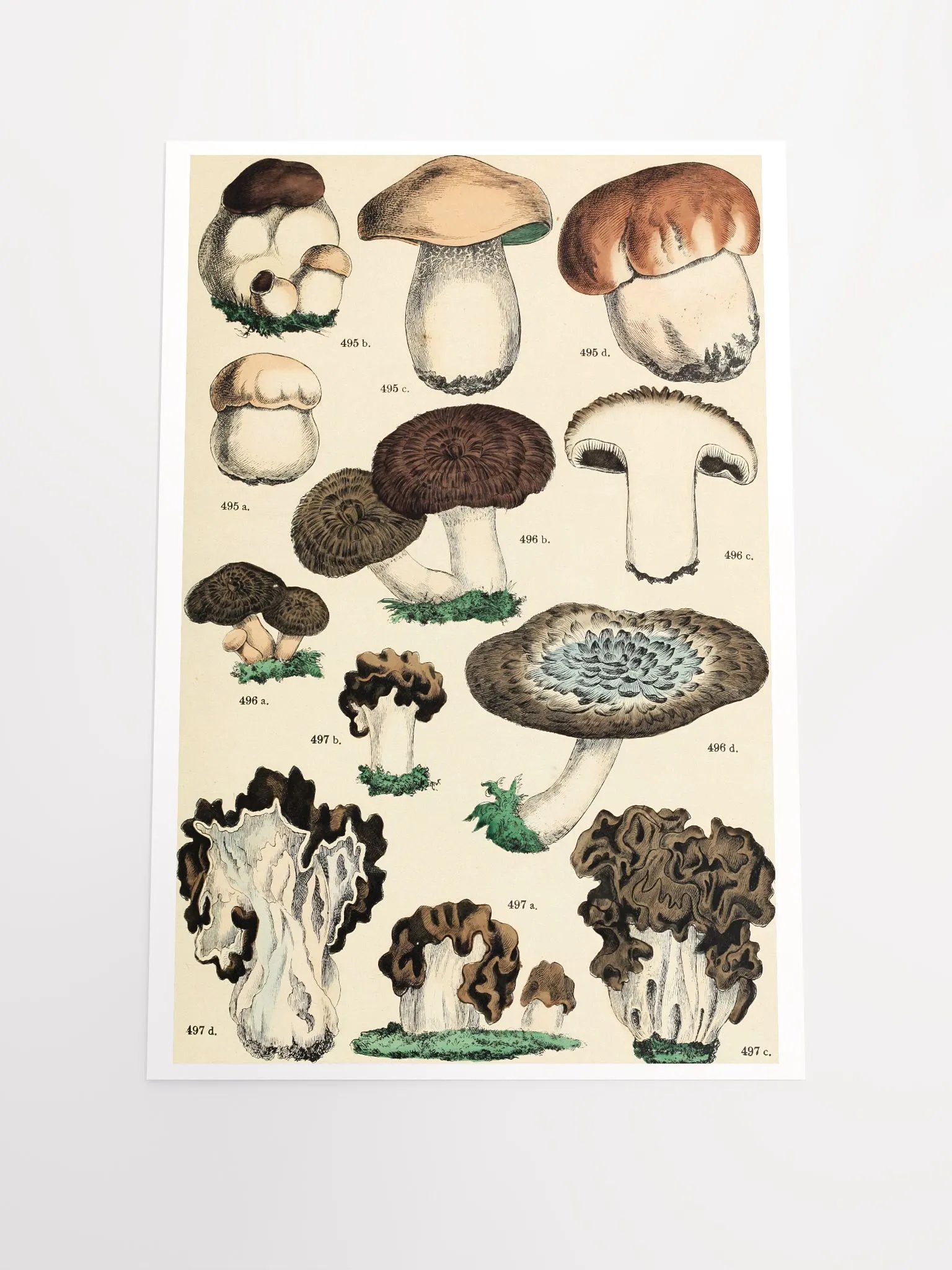 Botanical Mushroom Study Poster product image (1)