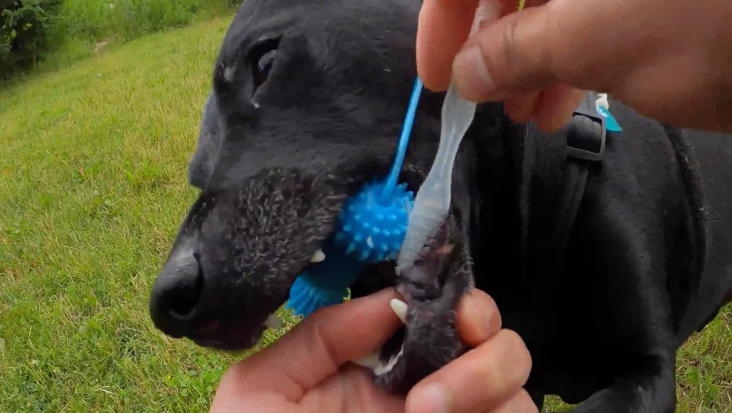 Dog Mouth Gag product image (4)