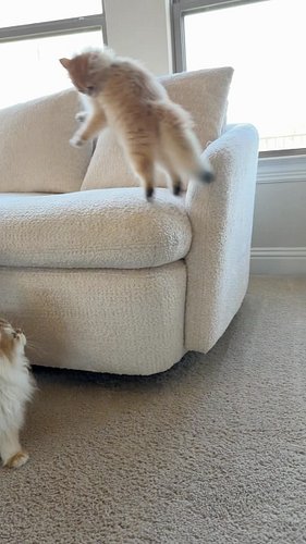 I figured out it is the playful kittens that Copper likes
