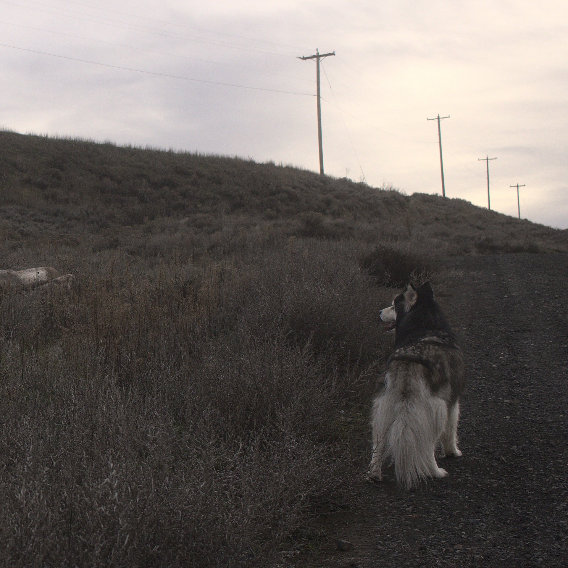 Signal (Digital Download) product image (2)