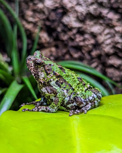 The Marbled Rain Frog is a species that, when kept properly, actually makes for a half decent display frog! I really love the...