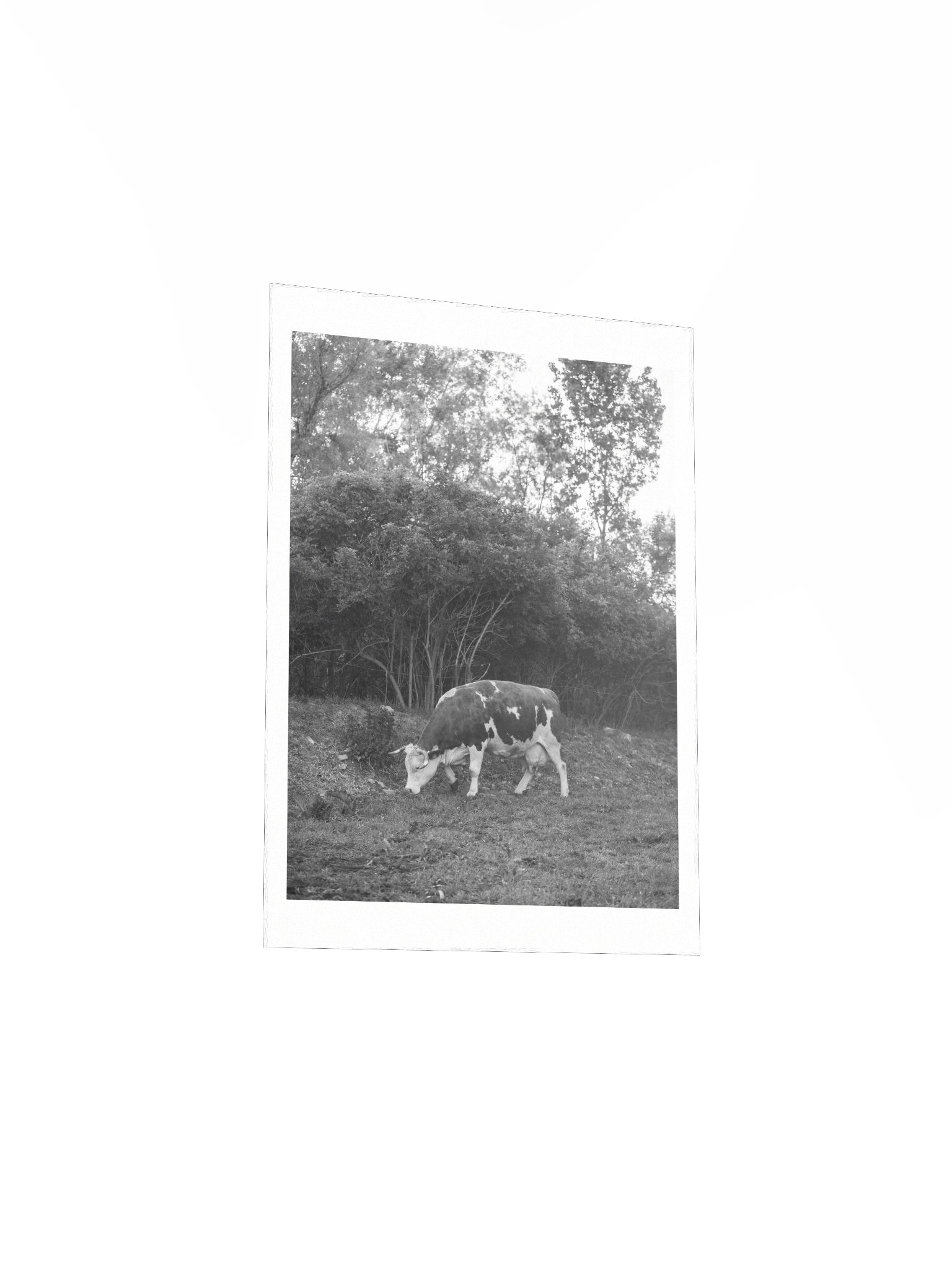 Slow Afternoon product image (4)