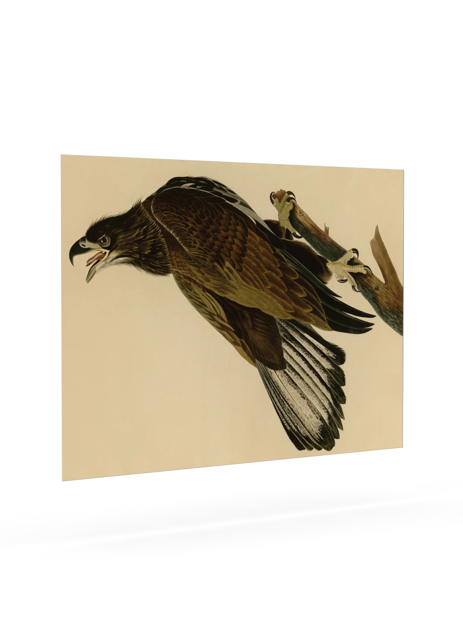 White-headed Eagle, Plate 126 – Audubon Poster product image (7)