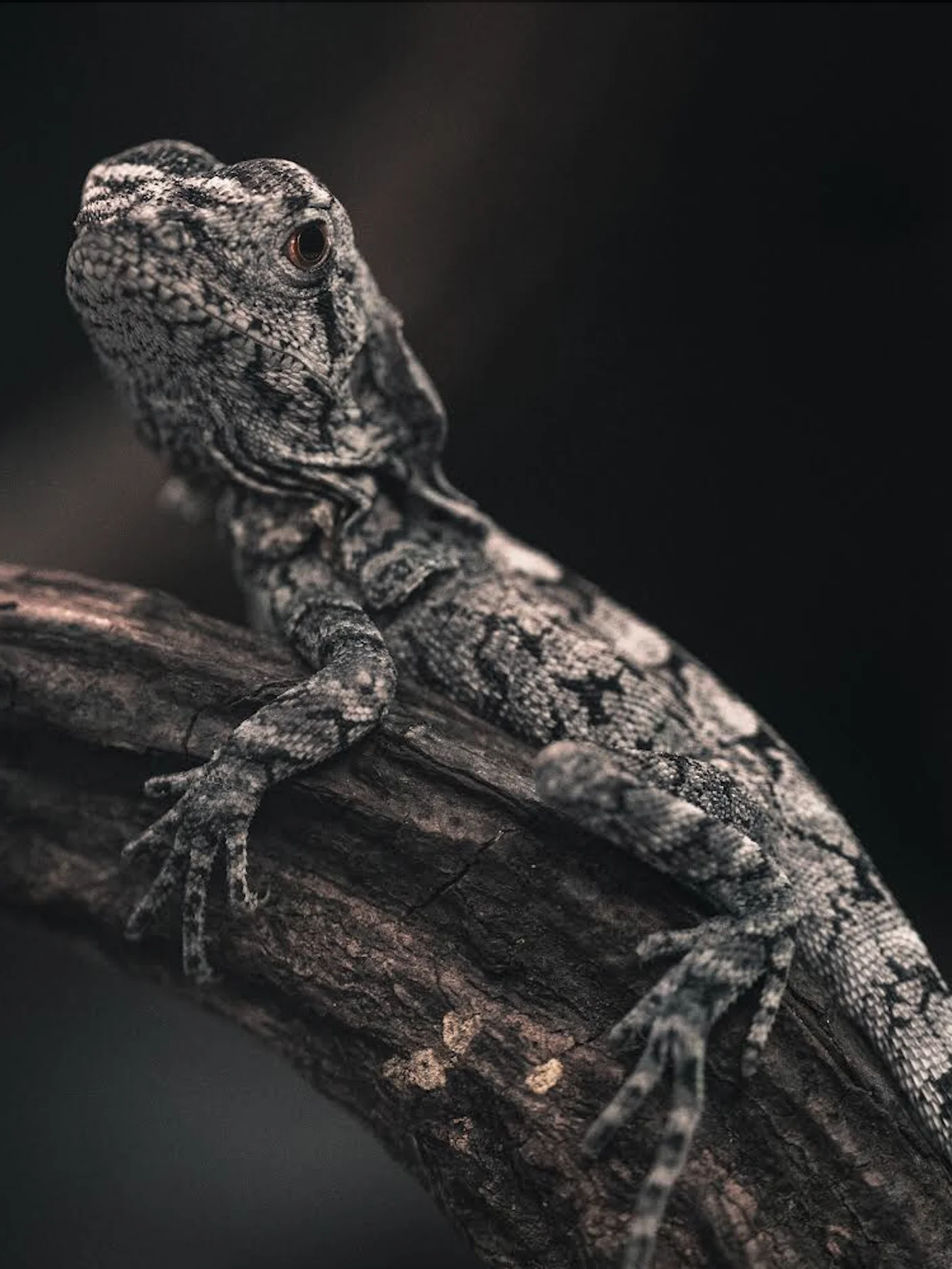 Baby Frilled Dragon product image (1)