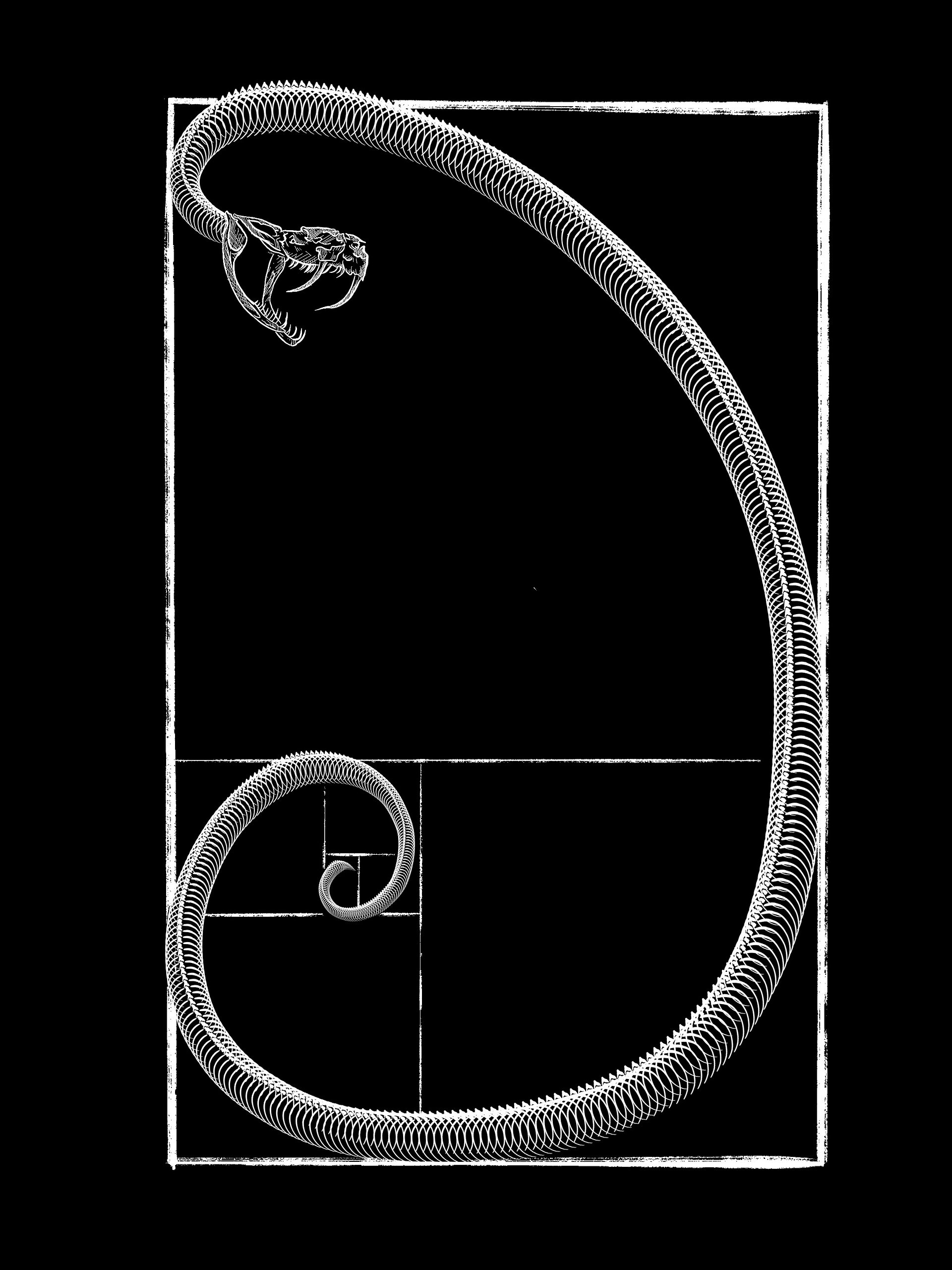 Fibonacci Spiral Graphic Tee product image (2)