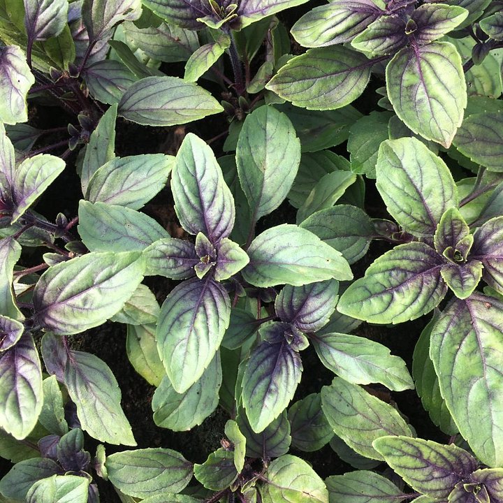 African blue basil seeds 12g product image (1)