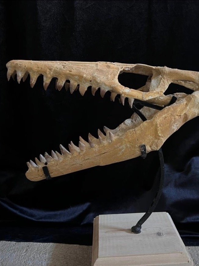 Rare Dinosaur Fossil product image (4)