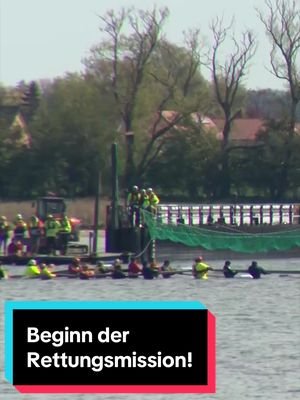 Beginn der Rettungsmission: Zahlreiche Helfer im Wasser beim Wal Gegen 11 Uhr am Dienstagmittag (28.04.2026) kam endlich Bewegung in die Rettungsmission für den gestrandeten Ostsee-Wal. Dutzende Personen begaben sich in Richtung des Tieres. Etwa 15 davon gingen direkt zu Hope ins Wasser. #news #news5 #walhope #buckelwal #inselpoel 
