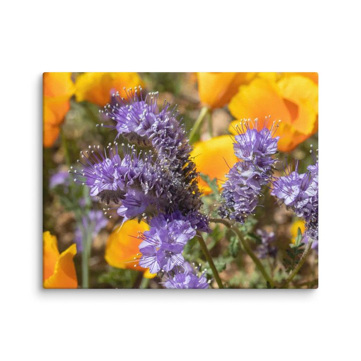 Canvas Print - Phacelia and Poppies product image (1)