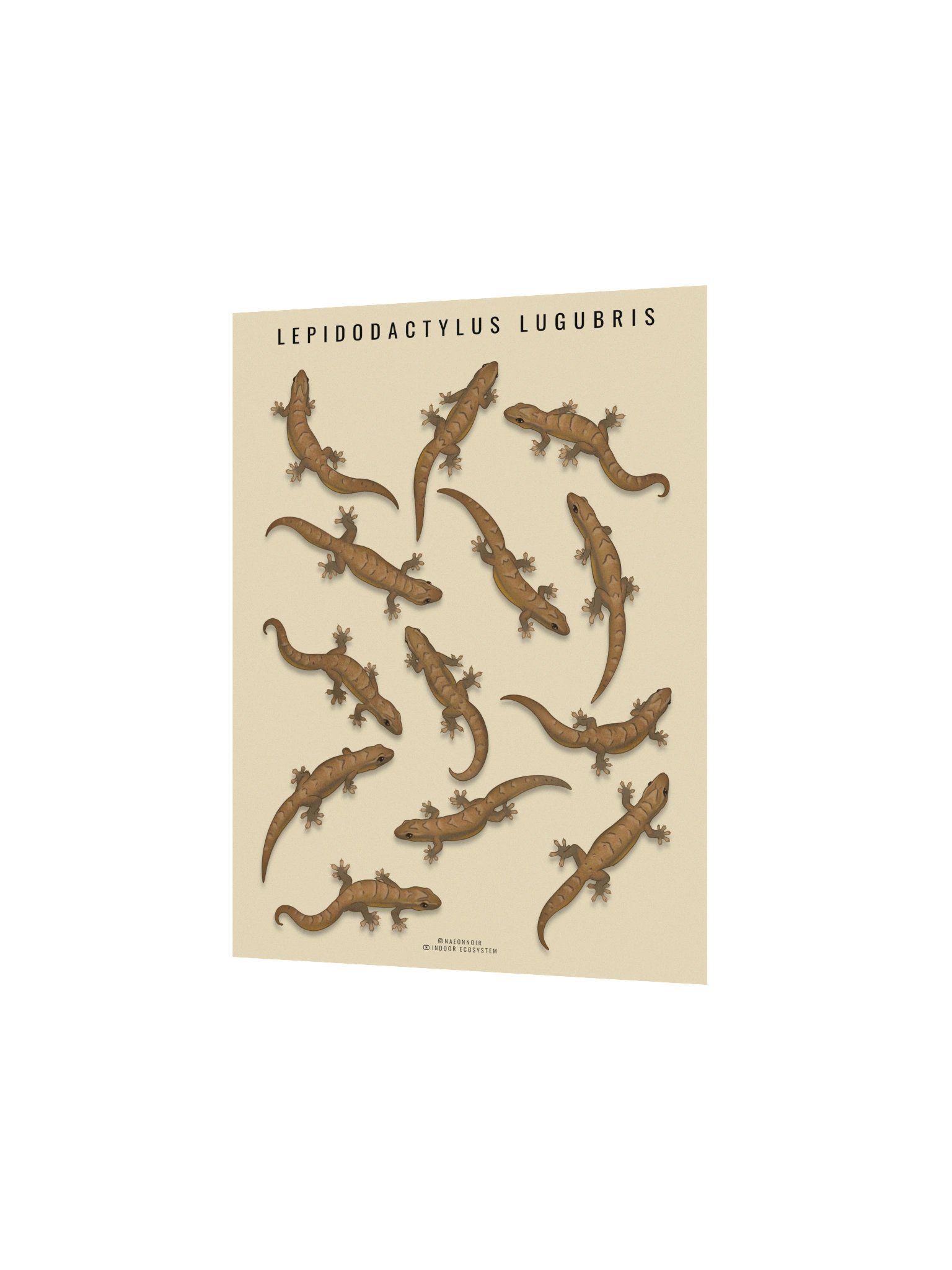 LEPIDODACTYLUS LUGUBRIS (MOURNING GECKO) POSTER (CREAM) product image (2)