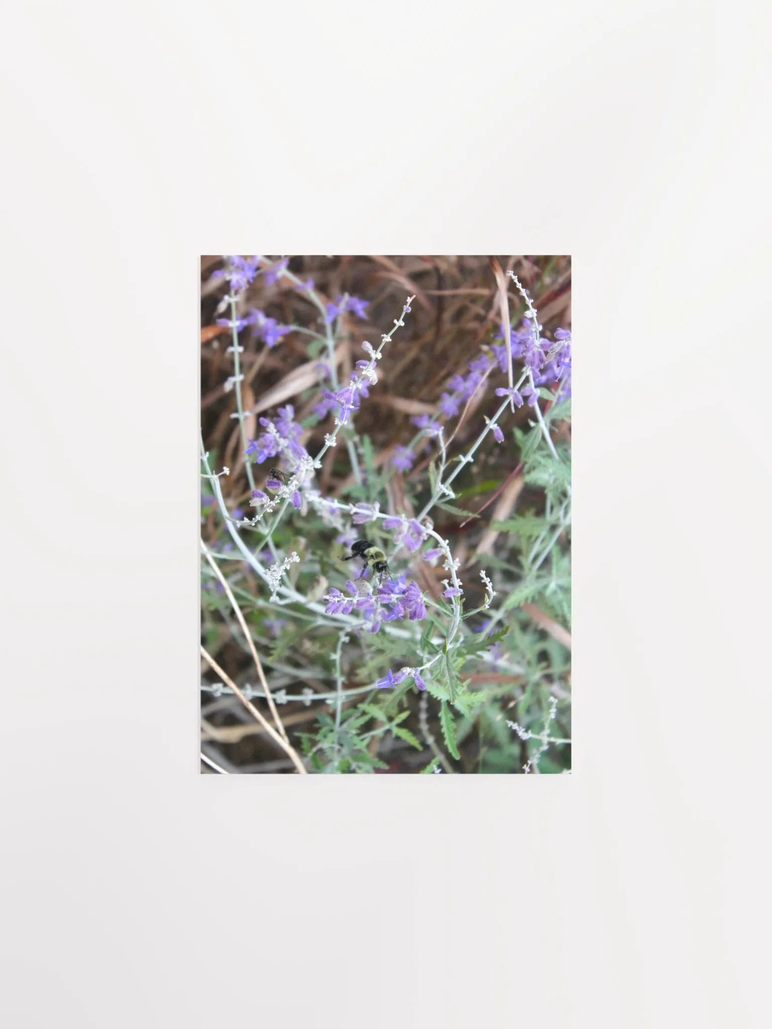 A Study in Flowers 12 product image (10)