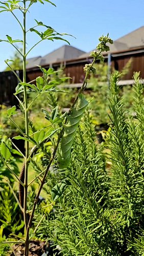 Rustic sphinx moth caterpillars get killed on sight all the time because people see a fat green caterpillar with a horn and a...