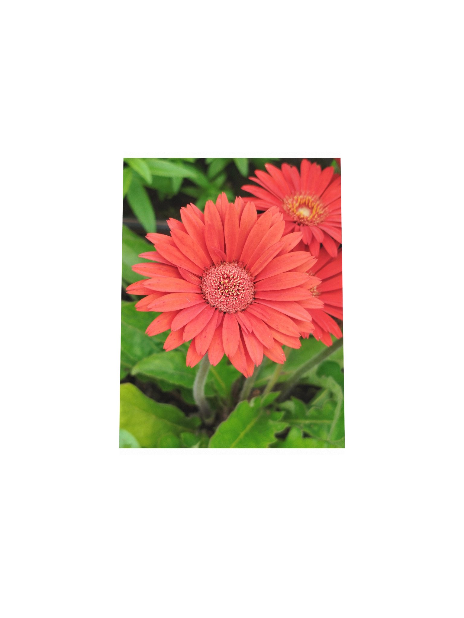 Orange flower product image (4)