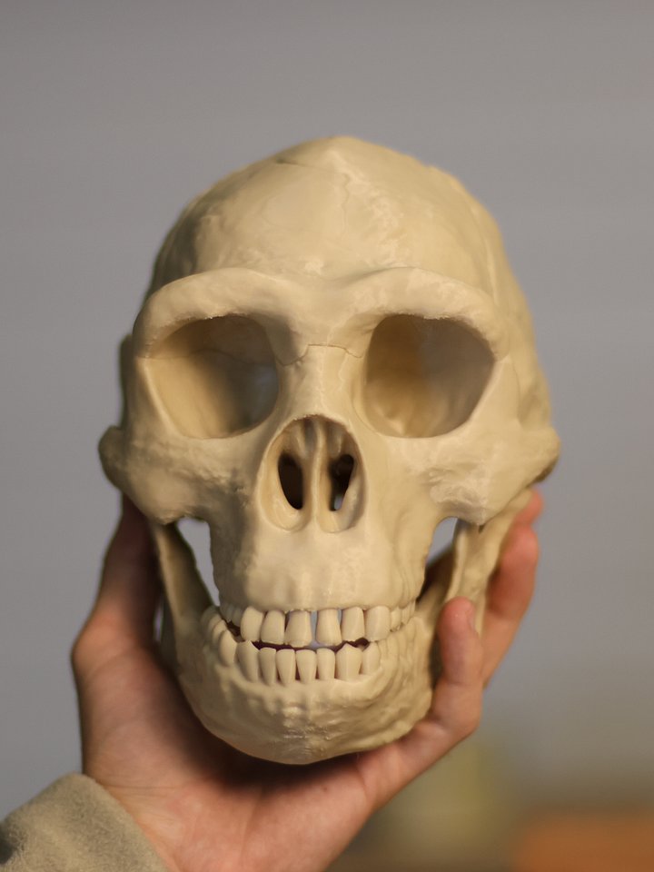 Homo erectus Skull product image (1)