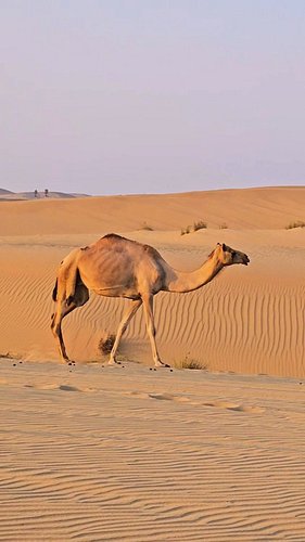 🐫 A Whole New World 🐫

#camel 
#camels 
#camelsafari 
#arabiandessert