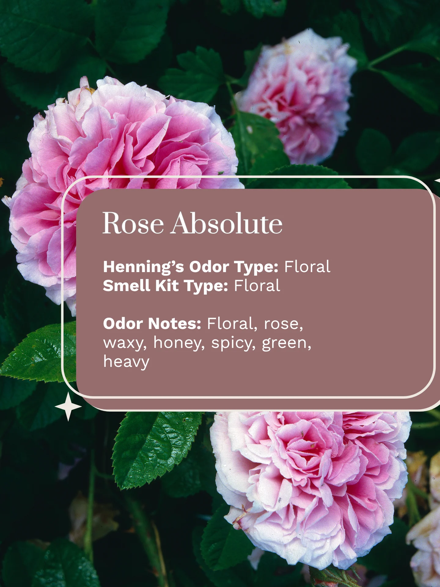 Olfaria Smell Training Kit | Set 3 | 5 Single-Note Essential Oils | Olfactory Training / Smell Loss product image (2)