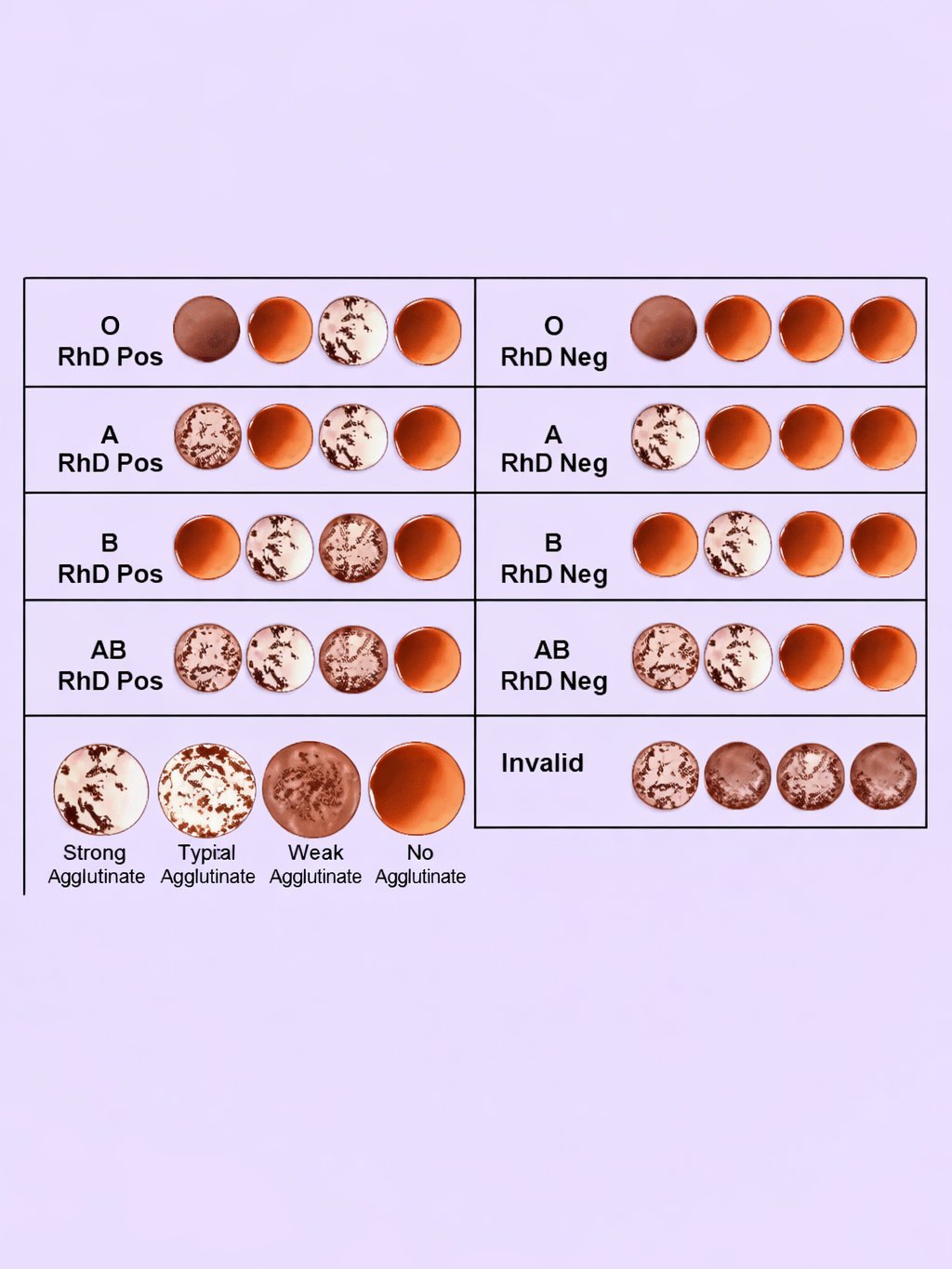 Blood Typing Test Kit product image (1)