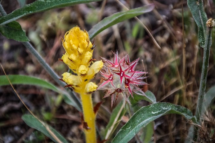 Fine Art🌿 Les Gardiennes du Sol - Orobanche et sa compagne secrète🌿 product image (1)