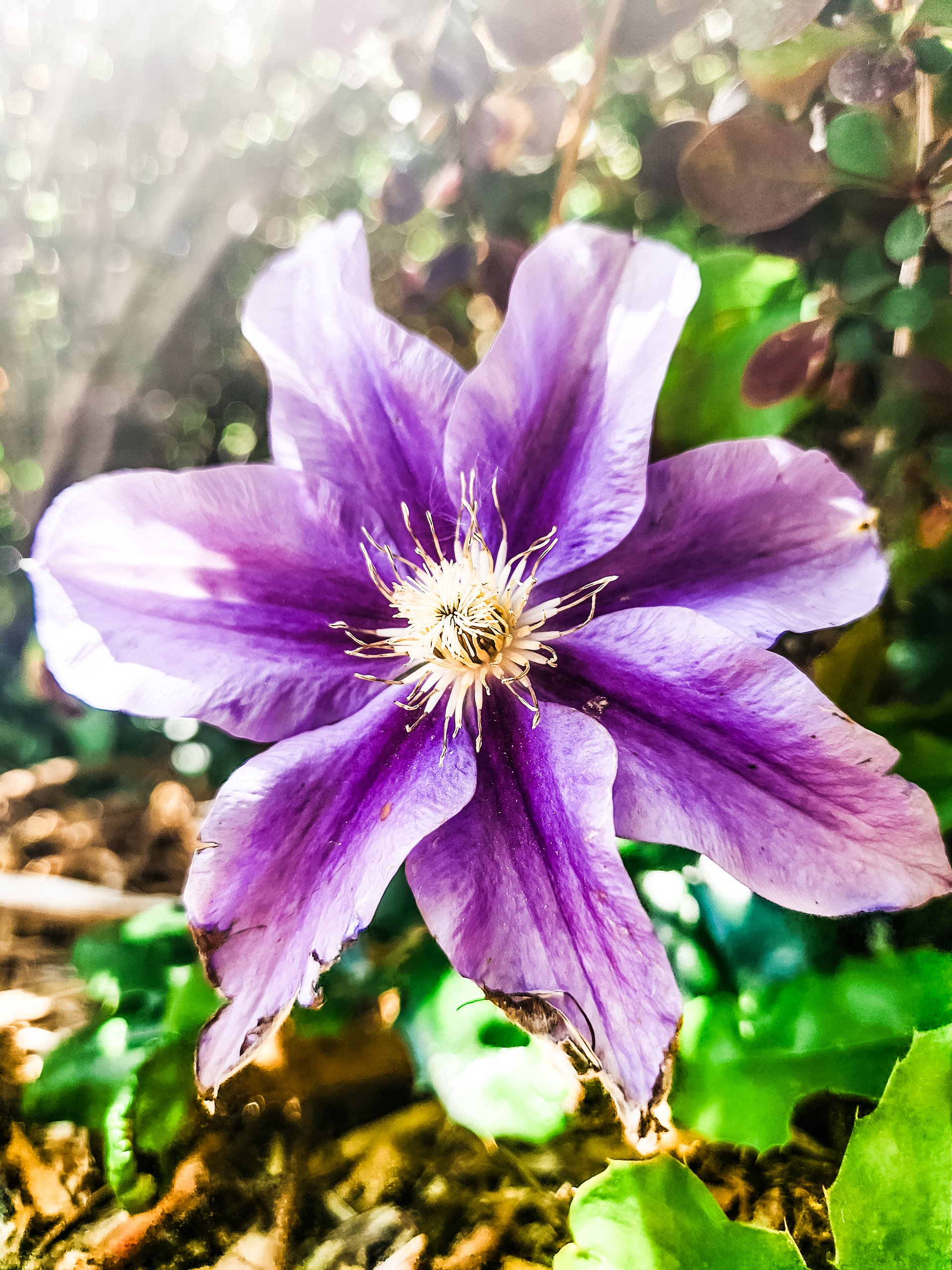 Purple is just a really tired Pink. product image (2)