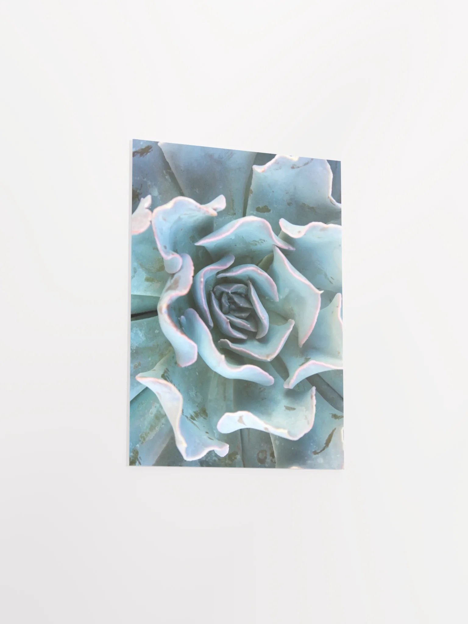 Cabbage Succulent Paper Poster product image (8)