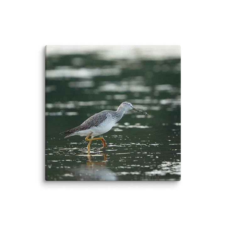Yellowlegs Flicking Water product image (1)