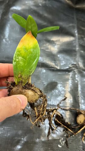 🌿 cuttin’

Non tutte le piante possono essere riprodotte per talea di foglia ma ce ne sono di notabili tra le tropicali che c...