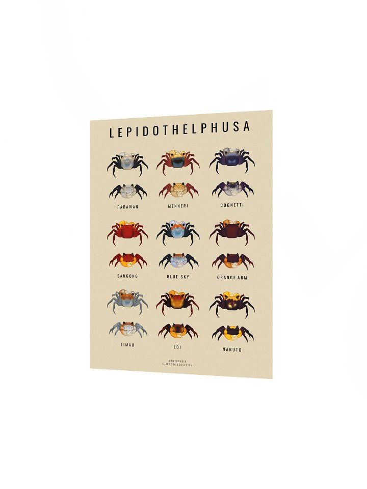 LEPIDOTHELPHUSA BORNEO CRAB POSTER (CREAM) product image (2)