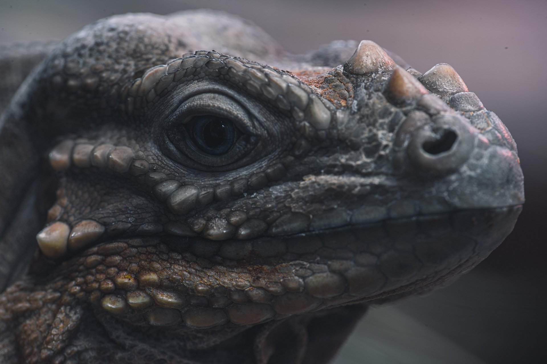 Rhino Iguana Face product image (1)