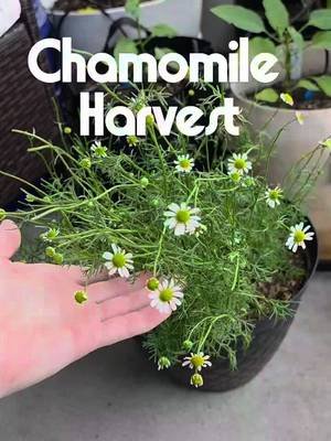 Chamomile Harvest 🌼