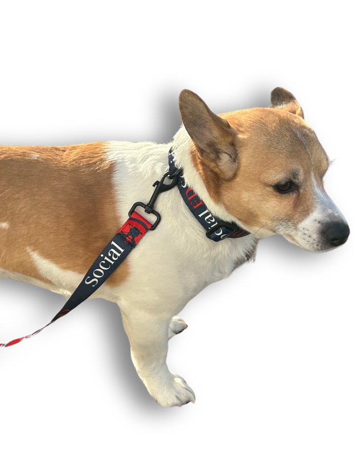 Social FD Pet Collar & Leash Set product image (5)