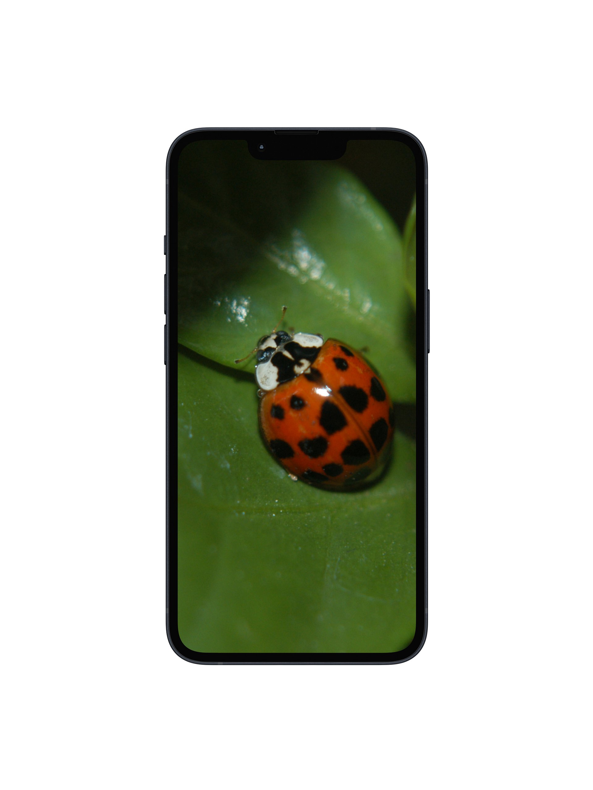 Ladybug Digital Wallpaper Set product image (1)