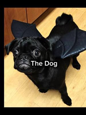 My dog gotta be dressed up all month, send help! 🤣 #october #halloween #decoration 