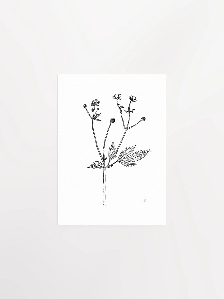 Botanical Beauty Poster - Wild Flowers product image (1)