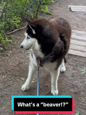 This is what happens when a wild lumberjack meets a domesticated tornado. 🐺🦫😏 #siberianderpskies #husky #siberianhusky #dogsoftiktok #huskiesoftiktok 