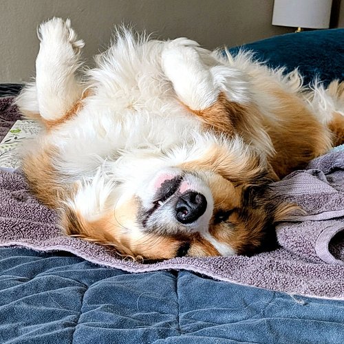 Koda Skol Shot #corgibutt #pupnap