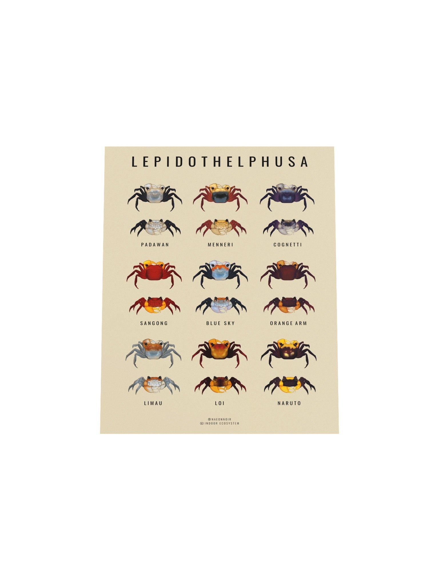 LEPIDOTHELPHUSA BORNEO CRAB POSTER (CREAM) product image (4)