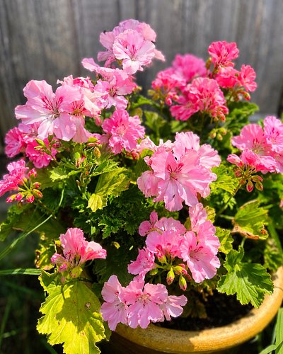 ✨🌸 Hard work 🤝 yard work. 🌸✨

#Flowers #Garden #Nature #Summer #Gardening