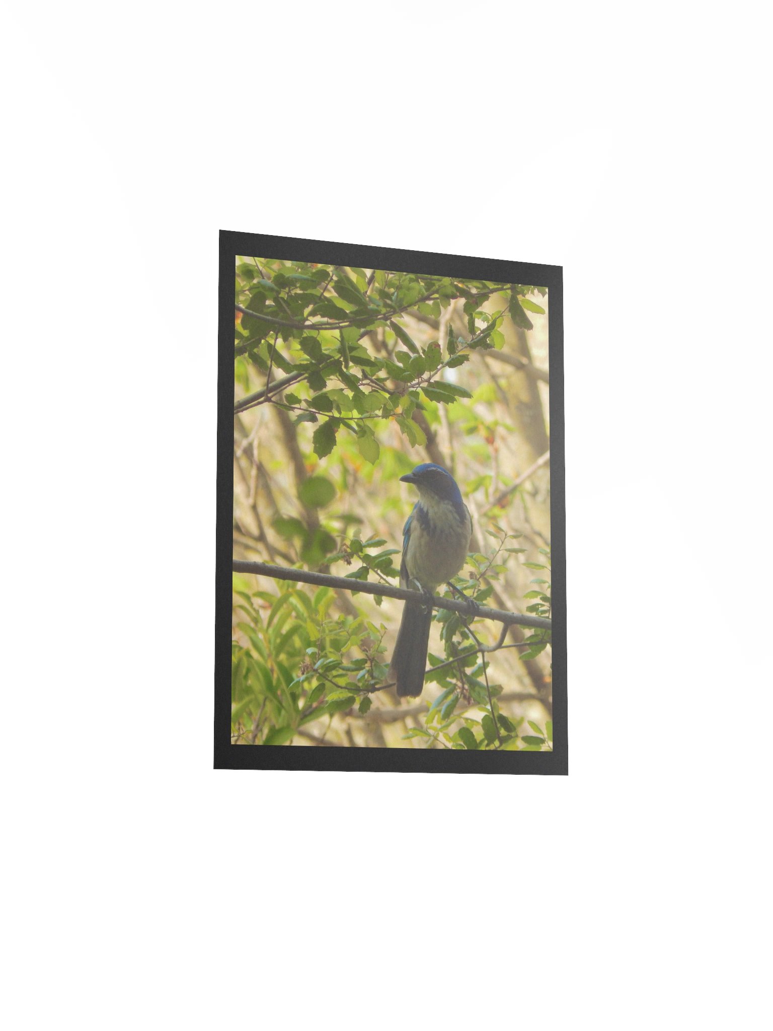 Jay product image (3)