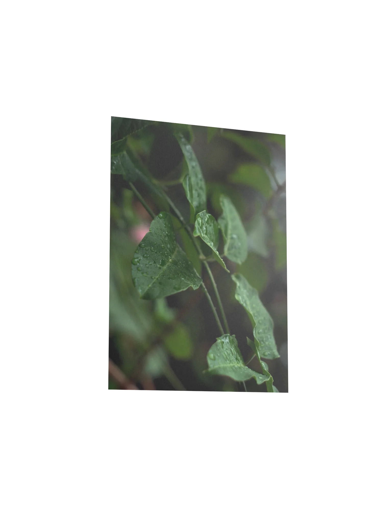 Raindrops in the Forest – Atmospheric Nature Poster product image (20)