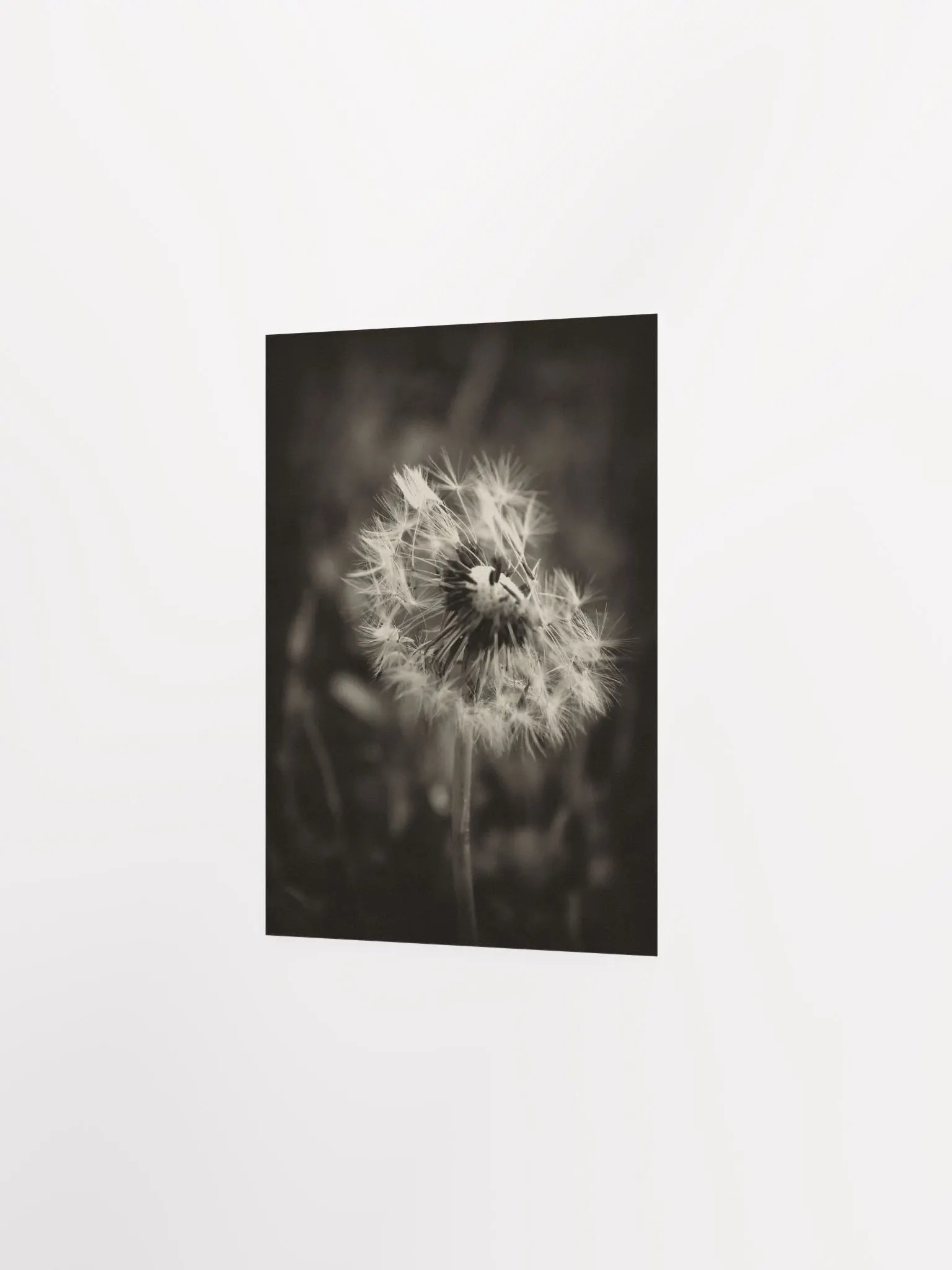 Dandelion product image (9)