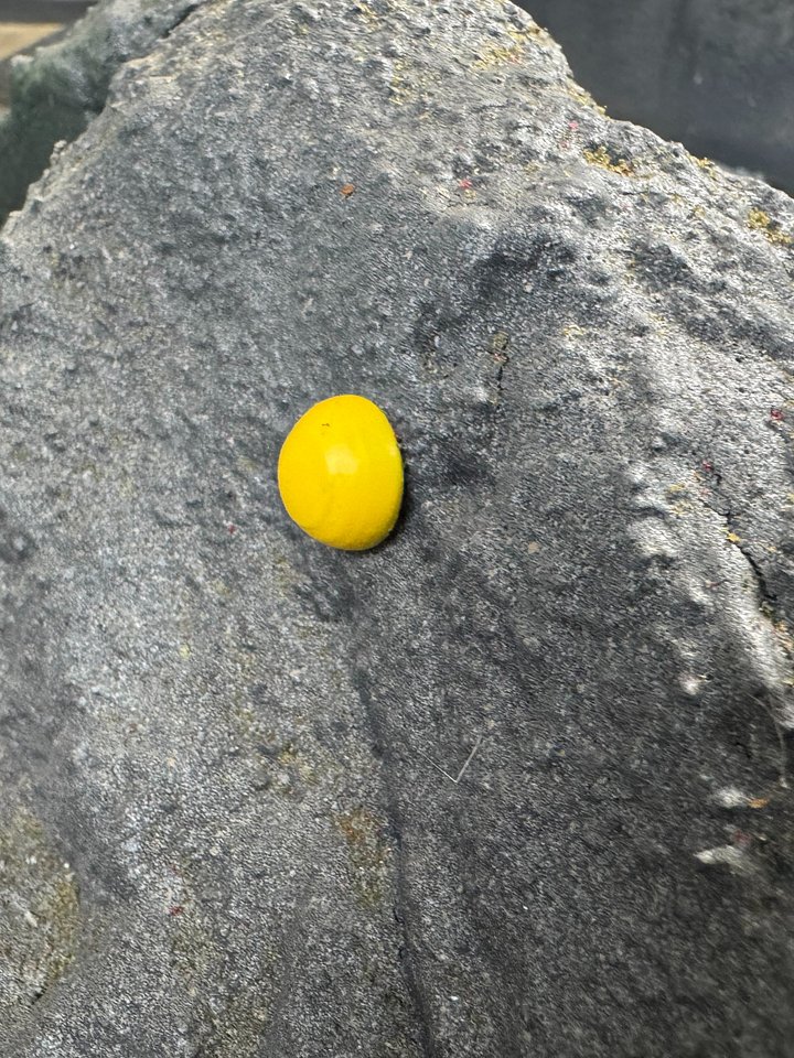 Magnetic Crawler Gates (10pk) product image (2)