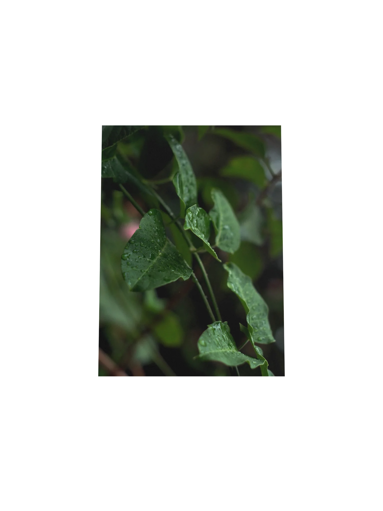 Raindrops in the Forest – Atmospheric Nature Poster product image (29)