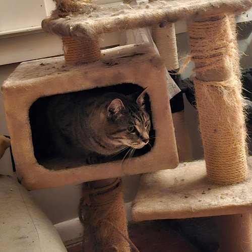 Oh look, an old man in a cat tree...