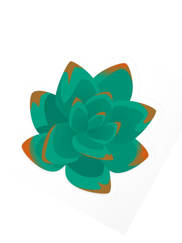 Echeveria product image (2)