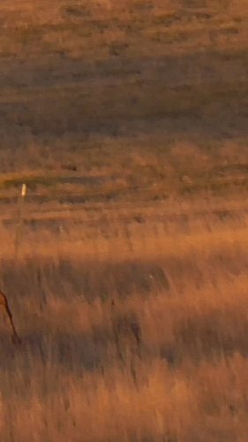 Eastern Wyoming bull that took a stroll in front of me at 50 yards while we were mule deer hunting.  Hopefully able to get a ...