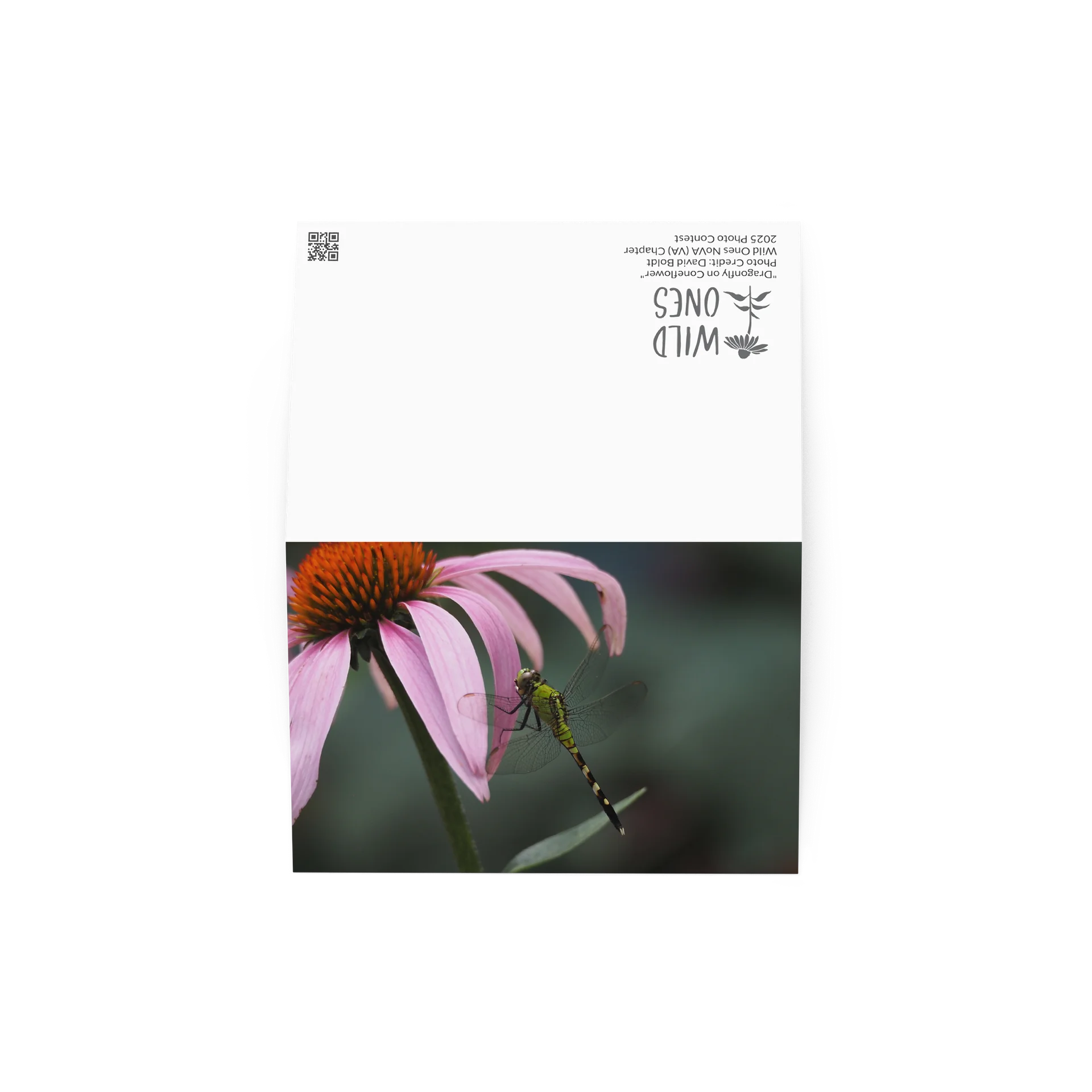 "Dragonfly on Coneflower" (Blank Card) product image (2)