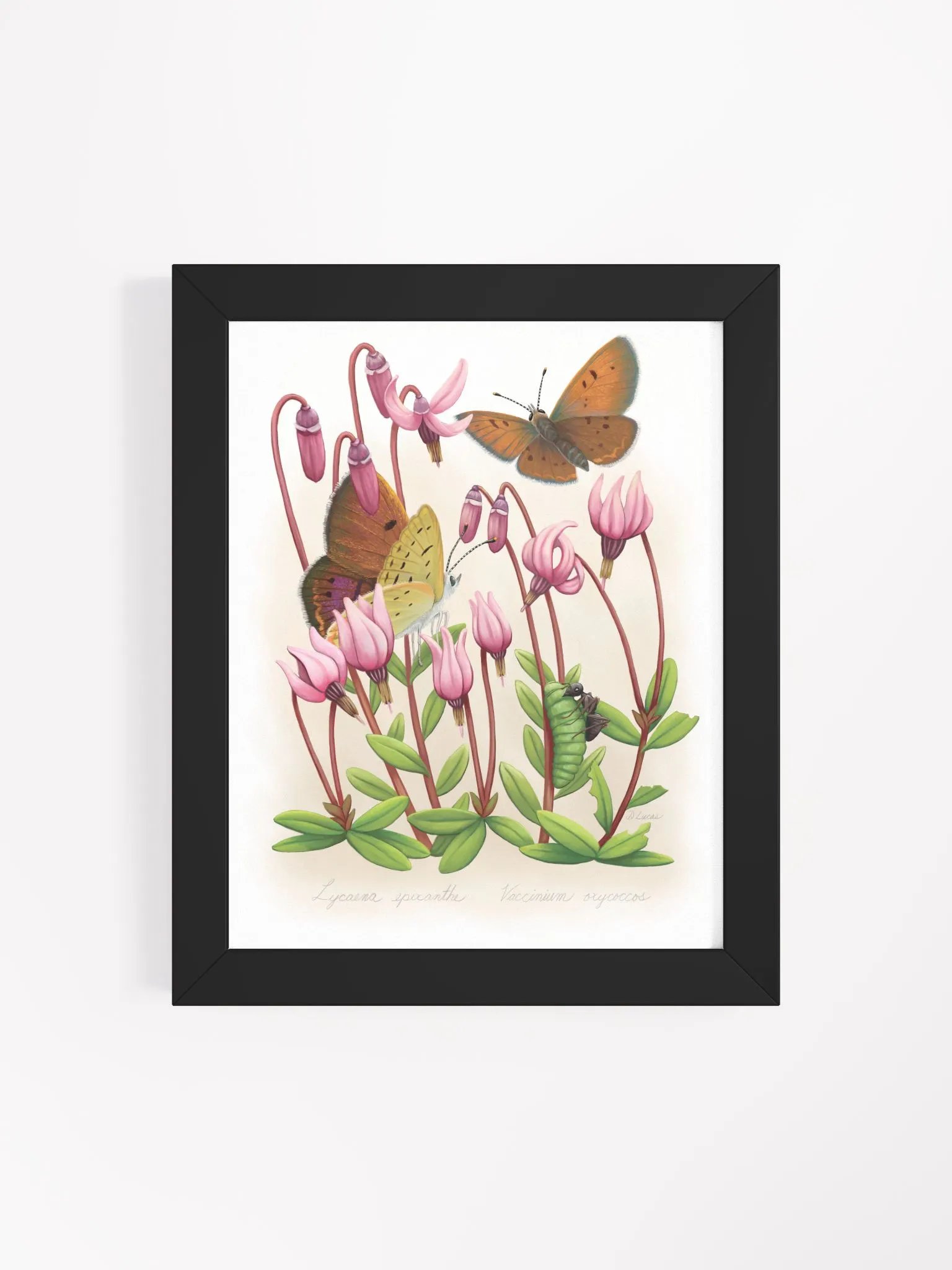 Bog Copper Butterflies product image (48)